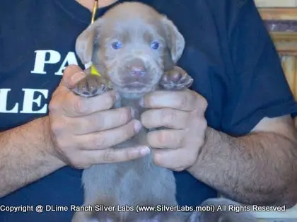 LADY PANDORA - AKC Silver Lab Female @ Dlime Ranch Silver Lab Puppies  42 