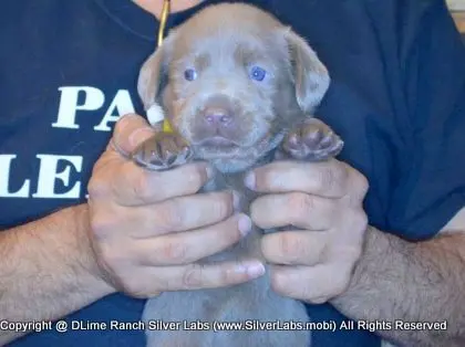 LADY PANDORA - AKC Silver Lab Female @ Dlime Ranch Silver Lab Puppies  41 