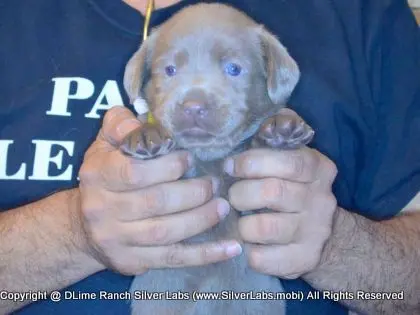 LADY PANDORA - AKC Silver Lab Female @ Dlime Ranch Silver Lab Puppies  40 