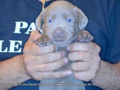 LADY PANDORA - AKC Silver Lab Female @ Dlime Ranch Silver Lab Puppies  39 