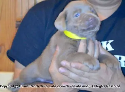 LADY PANDORA - AKC Silver Lab Female @ Dlime Ranch Silver Lab Puppies  38 