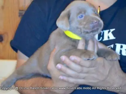 LADY PANDORA - AKC Silver Lab Female @ Dlime Ranch Silver Lab Puppies  37 