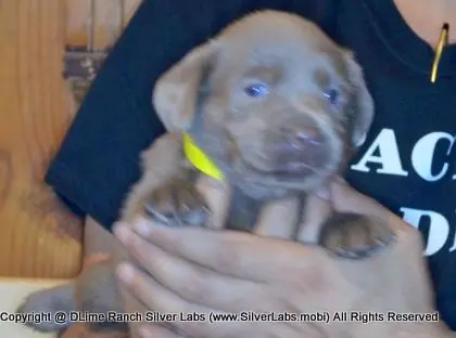 LADY PANDORA - AKC Silver Lab Female @ Dlime Ranch Silver Lab Puppies  36 