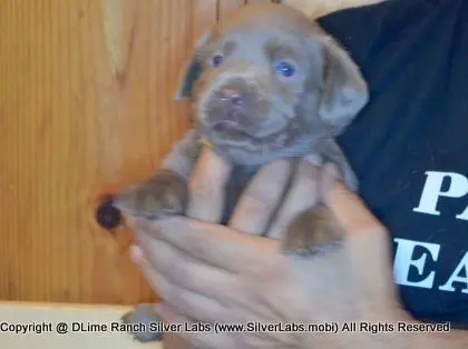 LADY PANDORA - AKC Silver Lab Female @ Dlime Ranch Silver Lab Puppies  35 