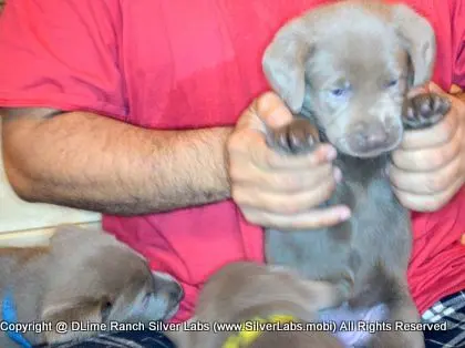 LADY PANDORA - AKC Silver Lab Female @ Dlime Ranch Silver Lab Puppies  33 