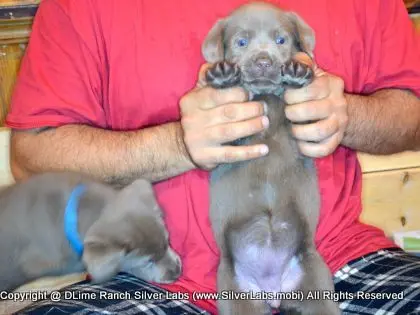 LADY PANDORA - AKC Silver Lab Female @ Dlime Ranch Silver Lab Puppies  32 