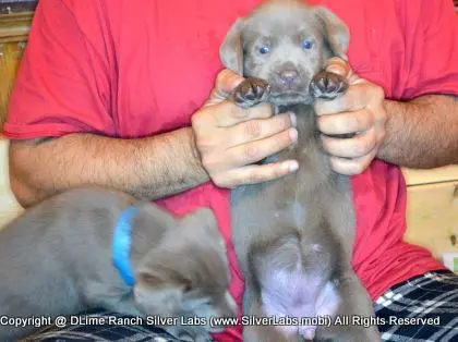 LADY PANDORA - AKC Silver Lab Female @ Dlime Ranch Silver Lab Puppies  31 