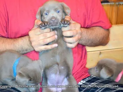 LADY PANDORA - AKC Silver Lab Female @ Dlime Ranch Silver Lab Puppies  30 