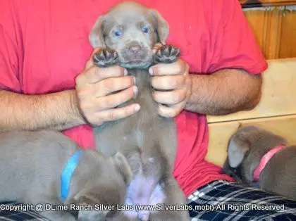 LADY PANDORA - AKC Silver Lab Female @ Dlime Ranch Silver Lab Puppies  28 