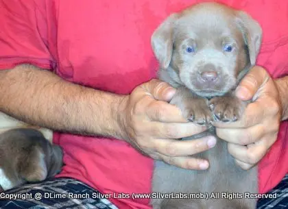 LADY PANDORA - AKC Silver Lab Female @ Dlime Ranch Silver Lab Puppies  27 
