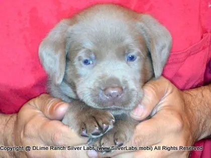 LADY PANDORA - AKC Silver Lab Female @ Dlime Ranch Silver Lab Puppies  25 