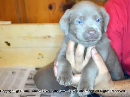 LADY PANDORA - AKC Silver Lab Female @ Dlime Ranch Silver Lab Puppies  24 