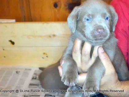 LADY PANDORA - AKC Silver Lab Female @ Dlime Ranch Silver Lab Puppies  23 