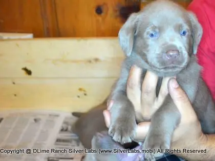 LADY PANDORA - AKC Silver Lab Female @ Dlime Ranch Silver Lab Puppies  22 
