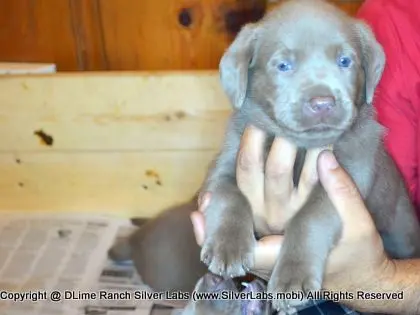 LADY PANDORA - AKC Silver Lab Female @ Dlime Ranch Silver Lab Puppies  21 