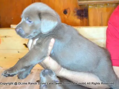 LADY PANDORA - AKC Silver Lab Female @ Dlime Ranch Silver Lab Puppies  20 