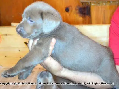 LADY PANDORA - AKC Silver Lab Female @ Dlime Ranch Silver Lab Puppies  19 