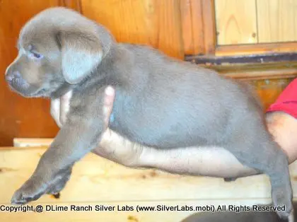 LADY PANDORA - AKC Silver Lab Female @ Dlime Ranch Silver Lab Puppies  18 