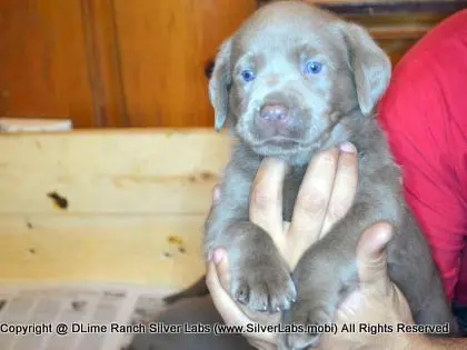 LADY PANDORA - AKC Silver Lab Female @ Dlime Ranch Silver Lab Puppies  17 