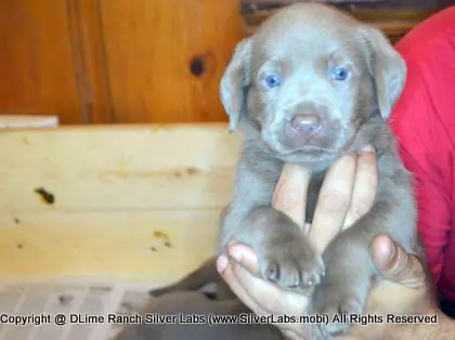 LADY PANDORA - AKC Silver Lab Female @ Dlime Ranch Silver Lab Puppies  16 