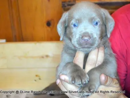 LADY PANDORA - AKC Silver Lab Female @ Dlime Ranch Silver Lab Puppies  15 