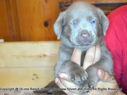 LADY PANDORA - AKC Silver Lab Female @ Dlime Ranch Silver Lab Puppies  14 