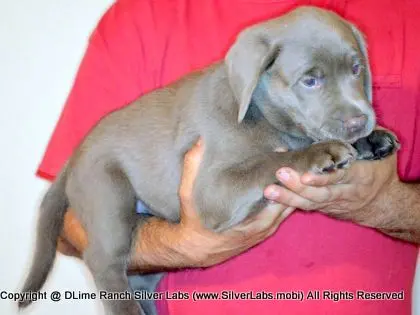 LADY PANDORA - AKC Silver Lab Female @ Dlime Ranch Silver Lab Puppies  13 