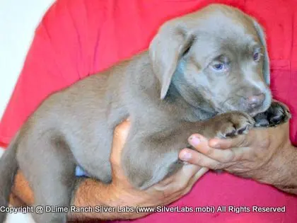 LADY PANDORA - AKC Silver Lab Female @ Dlime Ranch Silver Lab Puppies  12 