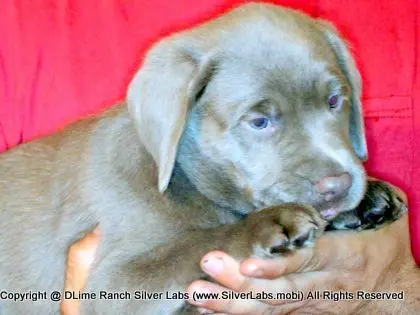LADY PANDORA - AKC Silver Lab Female @ Dlime Ranch Silver Lab Puppies  11 