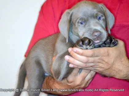LADY PANDORA - AKC Silver Lab Female @ Dlime Ranch Silver Lab Puppies  10 