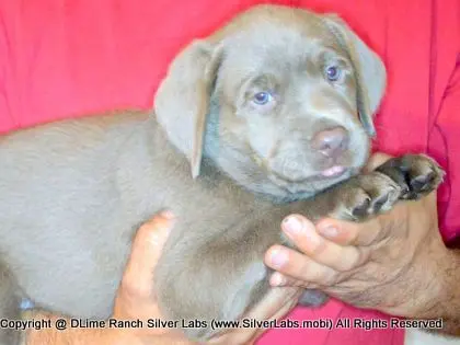 LADY PANDORA - AKC Silver Lab Female @ Dlime Ranch Silver Lab Puppies  8 