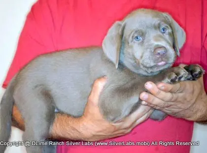 LADY PANDORA - AKC Silver Lab Female @ Dlime Ranch Silver Lab Puppies  7 