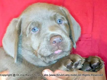 LADY PANDORA - AKC Silver Lab Female @ Dlime Ranch Silver Lab Puppies  6 