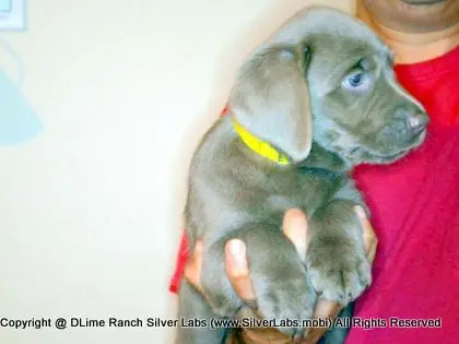 LADY PANDORA - AKC Silver Lab Female @ Dlime Ranch Silver Lab Puppies  5 