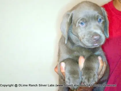 LADY PANDORA - AKC Silver Lab Female @ Dlime Ranch Silver Lab Puppies  4 