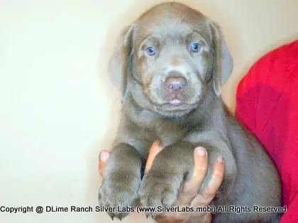 LADY PANDORA - AKC Silver Lab Female @ Dlime Ranch Silver Lab Puppies  3 