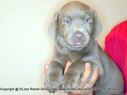 LADY PANDORA - AKC Silver Lab Female @ Dlime Ranch Silver Lab Puppies  2 