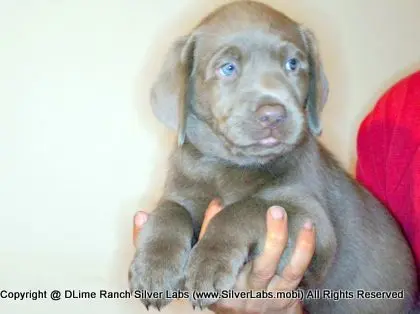 LADY PANDORA - AKC Silver Lab Female @ Dlime Ranch Silver Lab Puppies  1 