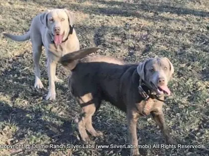 LADY PANDORA - AKC Silver Lab Female @ Dlime Ranch Silver Lab Puppies  28 