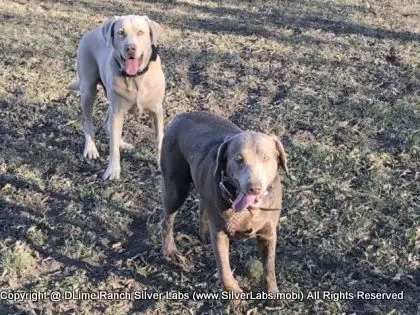 LADY PANDORA - AKC Silver Lab Female @ Dlime Ranch Silver Lab Puppies  26 