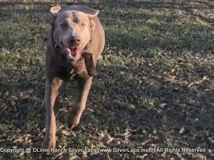 LADY PANDORA - AKC Silver Lab Female @ Dlime Ranch Silver Lab Puppies  20 