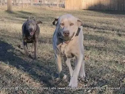 LADY PANDORA - AKC Silver Lab Female @ Dlime Ranch Silver Lab Puppies  18 