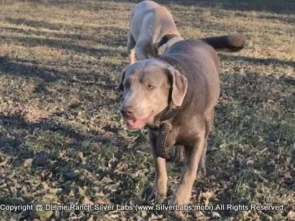 LADY PANDORA - AKC Silver Lab Female @ Dlime Ranch Silver Lab Puppies  17 