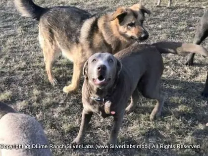 LADY PANDORA - AKC Silver Lab Female @ Dlime Ranch Silver Lab Puppies  16 