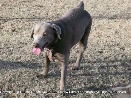 LADY PANDORA - AKC Silver Lab Female @ Dlime Ranch Silver Lab Puppies  15 