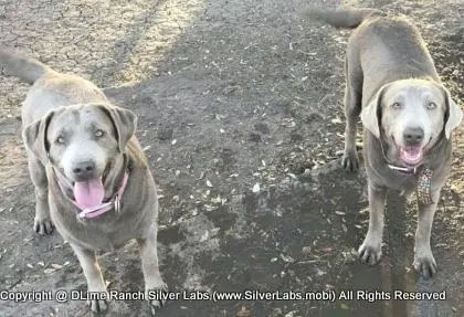 LADY PANDORA - AKC Silver Lab Female @ Dlime Ranch Silver Lab Puppies  13 