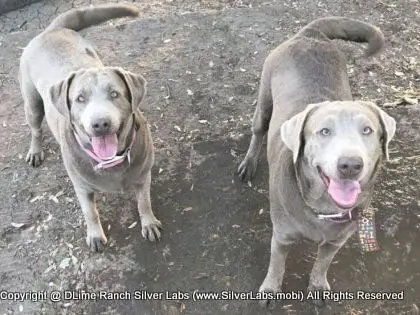 LADY PANDORA - AKC Silver Lab Female @ Dlime Ranch Silver Lab Puppies  12 