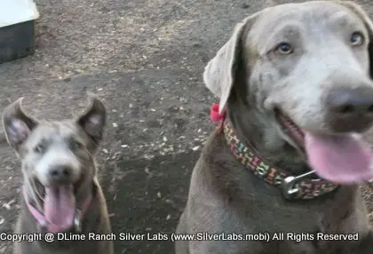 LADY PANDORA - AKC Silver Lab Female @ Dlime Ranch Silver Lab Puppies  11 