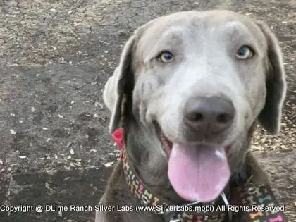 LADY PANDORA - AKC Silver Lab Female @ Dlime Ranch Silver Lab Puppies  10 