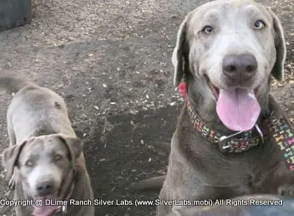 LADY PANDORA - AKC Silver Lab Female @ Dlime Ranch Silver Lab Puppies  9 